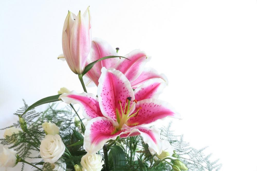 Lily Flower Pink Blossom Bloom Close Up Nature Lily Flower Pink Blossom Bloom Close Up Nature