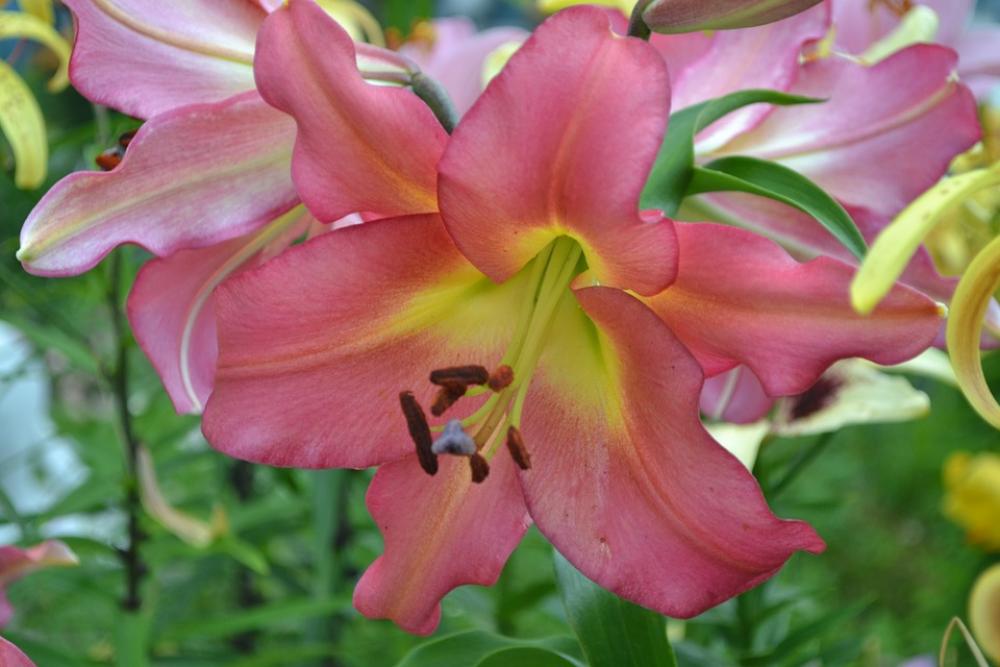 Lily Flower Leaves Stamens Pink Lily Flower Leaves Stamens Pink