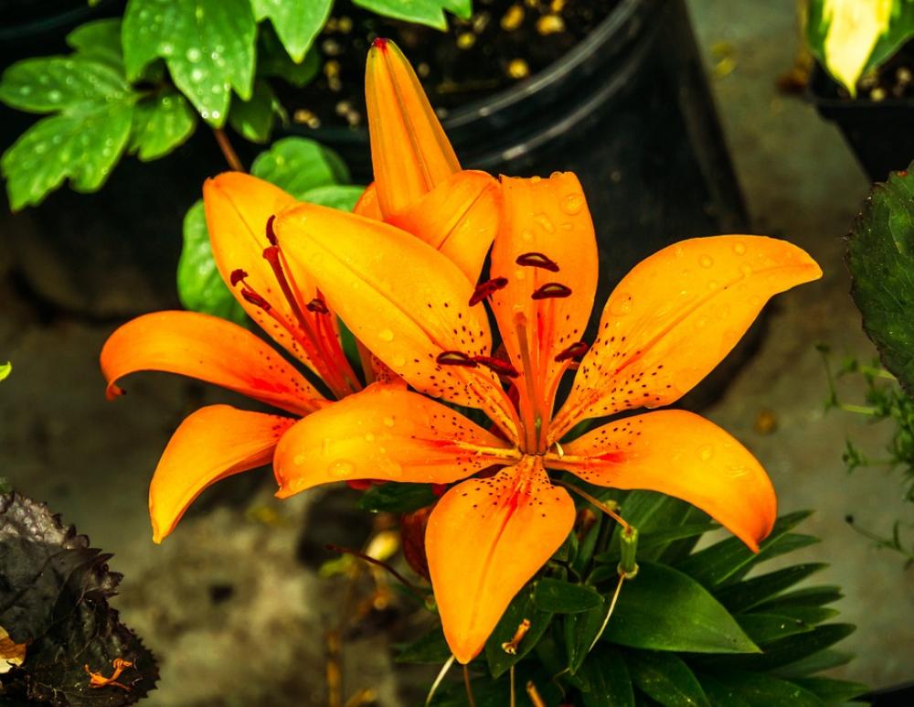 Lily Yellow Blossom Colorful Summer Radiant Lily Yellow Blossom Colorful Summer Radiant
