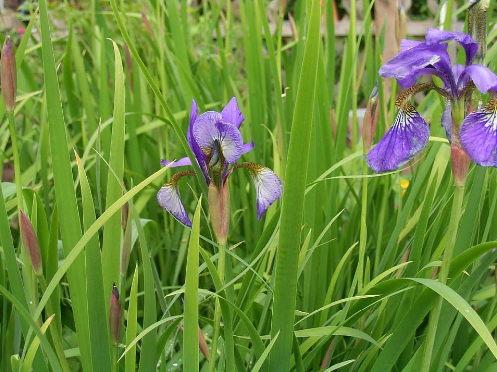 Lily Flower Plant Purple Violet Iris Garden Lily Flower Plant Purple Violet Iris Garden