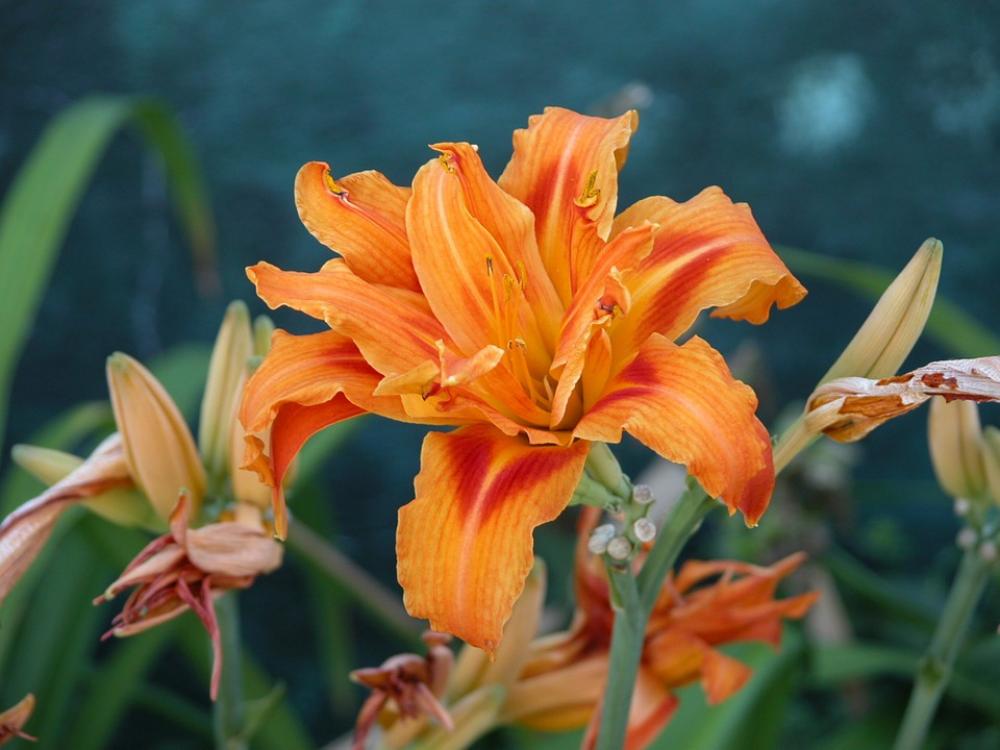 Lily Orange Flower Fall Colors Lily Orange Flower Fall Colors