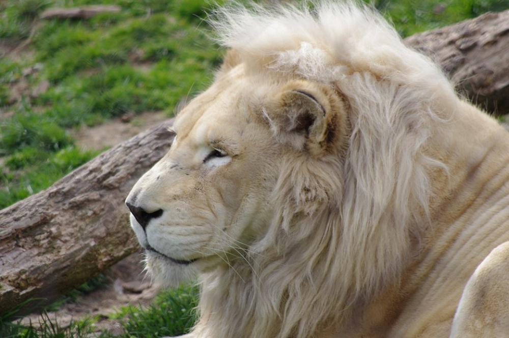 Lion Philadelphia Zoo Big Cat Wildlife Cat Animal Lion Philadelphia Zoo Big Cat Wildlife Cat Animal