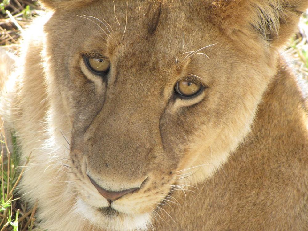 Lion Close Up Tanzania Lion Close Up Tanzania