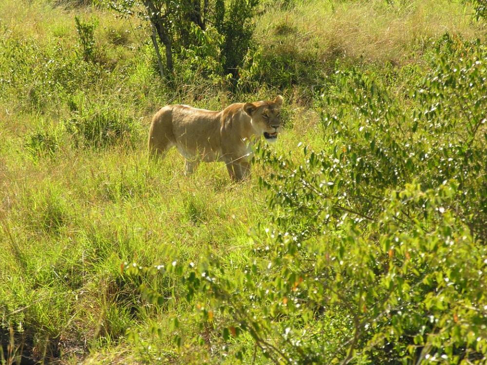 Lion Nature Wildlife Africa Safari Lion Nature Wildlife Africa Safari