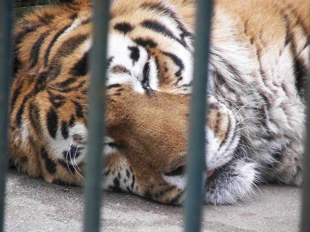 Lion Cage Zoo Lion Cage Zoo