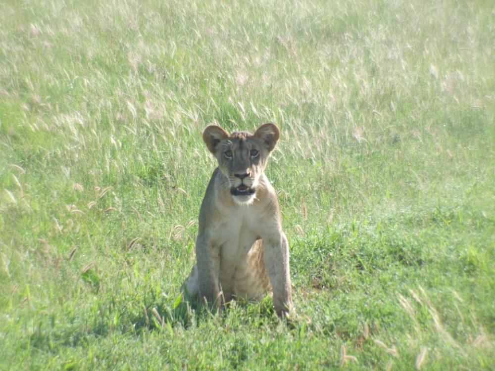 Lion Cub Lion Wildcat Predator Carnivores Animal Lion Cub Lion Wildcat Predator Carnivores Animal