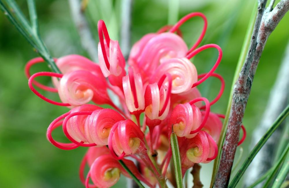 Lipari Blossom Bloom Pink Nature Colorful Lipari Blossom Bloom Pink Nature Colorful