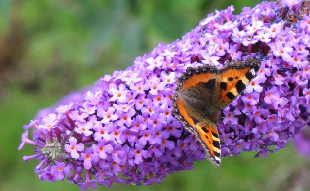 Little Fox Butterfly Blossom Bloom Lilac Little Fox Butterfly Blossom Bloom Lilac