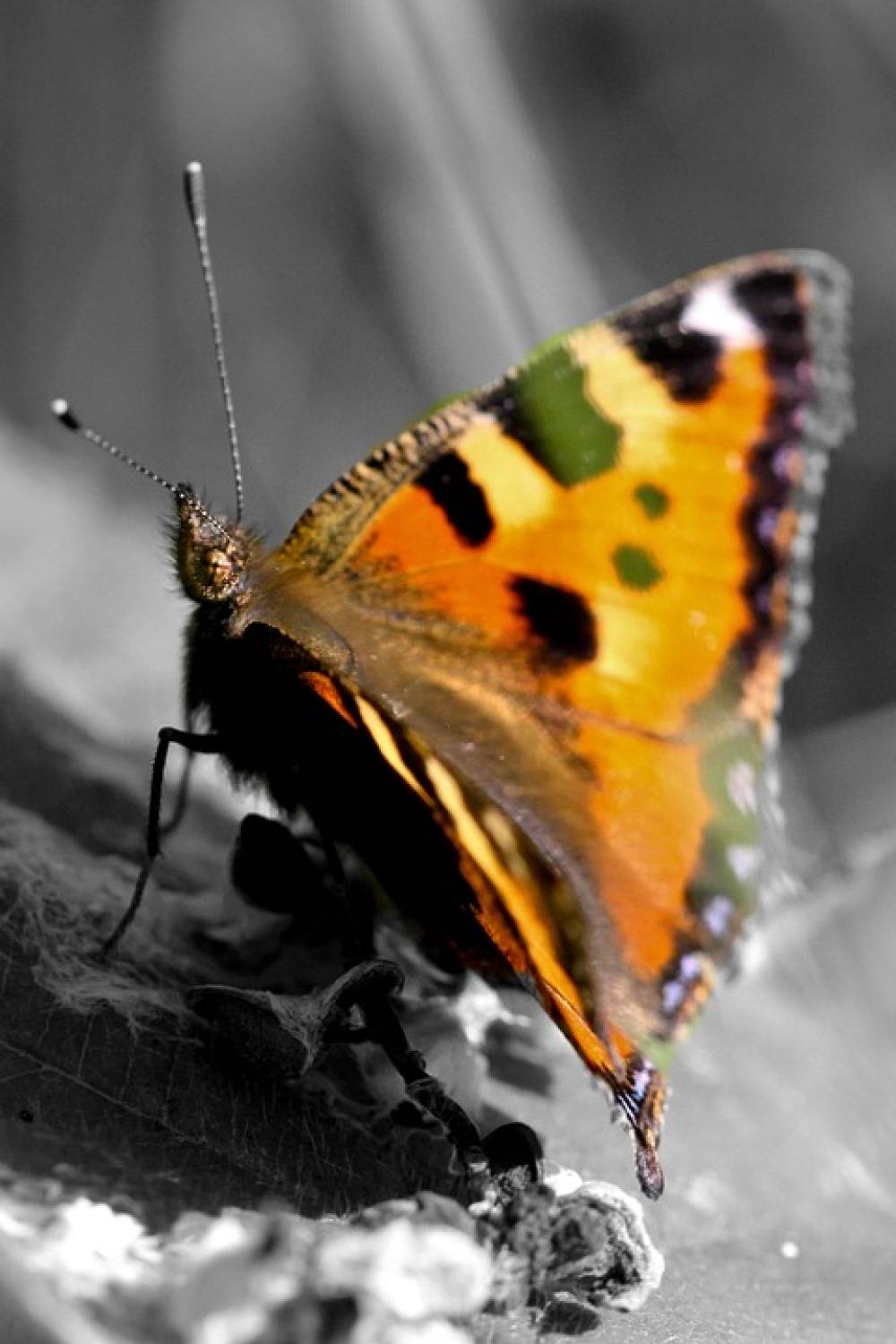 Little Fox Butterfly Insect Nature Animal Little Fox Butterfly Insect Nature Animal