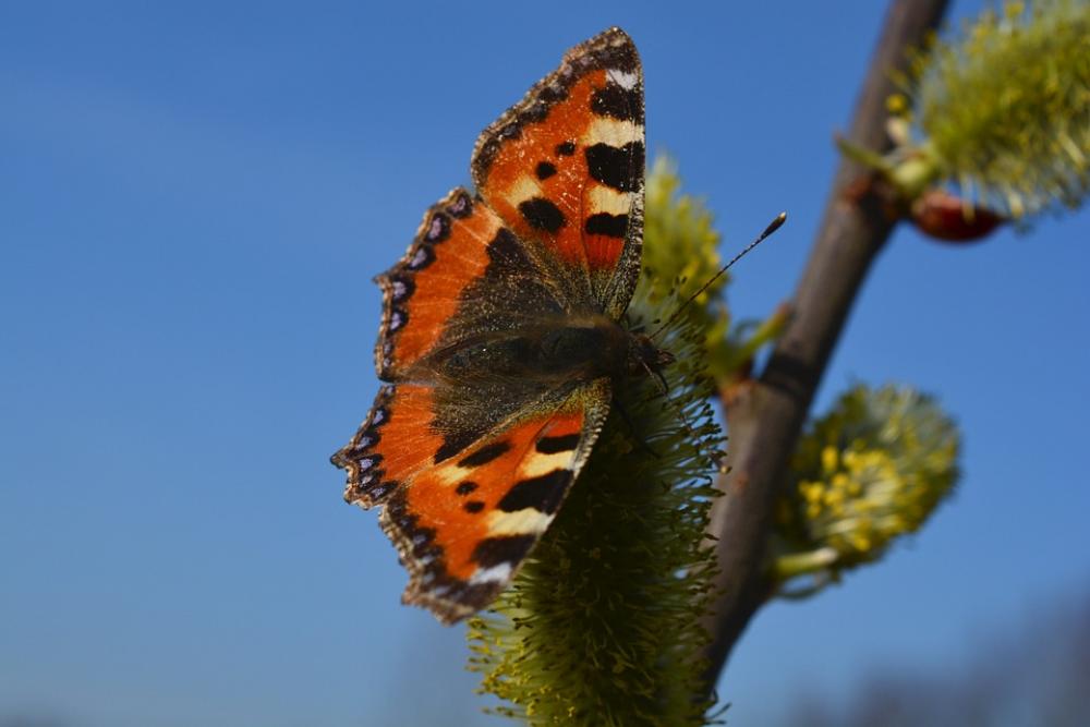 Little Fox Butterfly Animal Insect Colorful Little Fox Butterfly Animal Insect Colorful