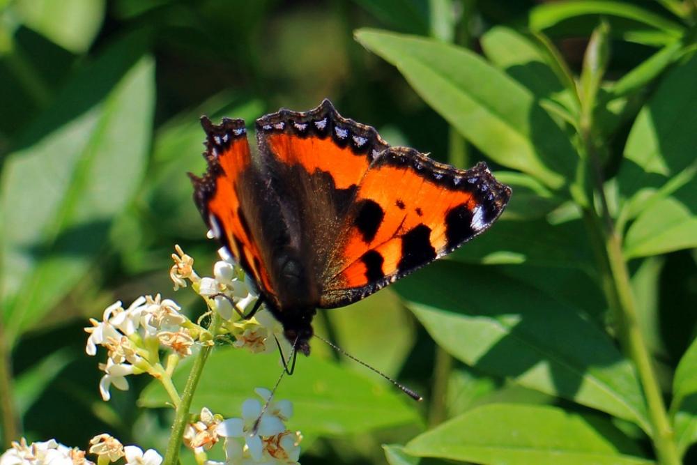 Little Fox Butterfly Butterflies Color Edelfalter Little Fox Butterfly Butterflies Color Edelfalter