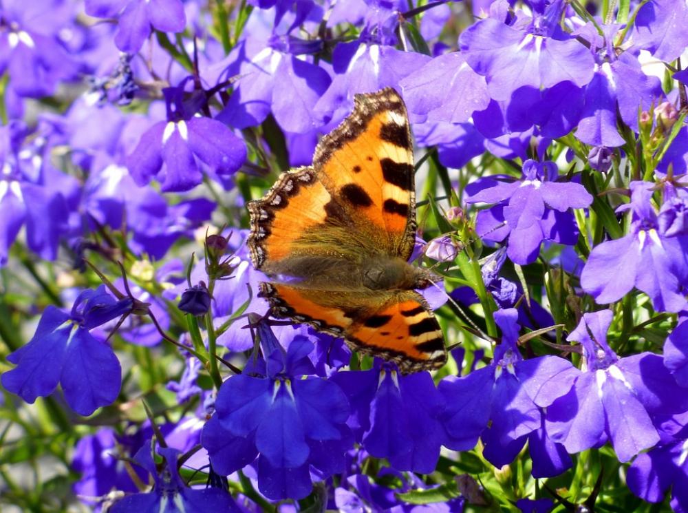 Little Fox Butterfly Lobelia Purple Flower Little Fox Butterfly Lobelia Purple Flower