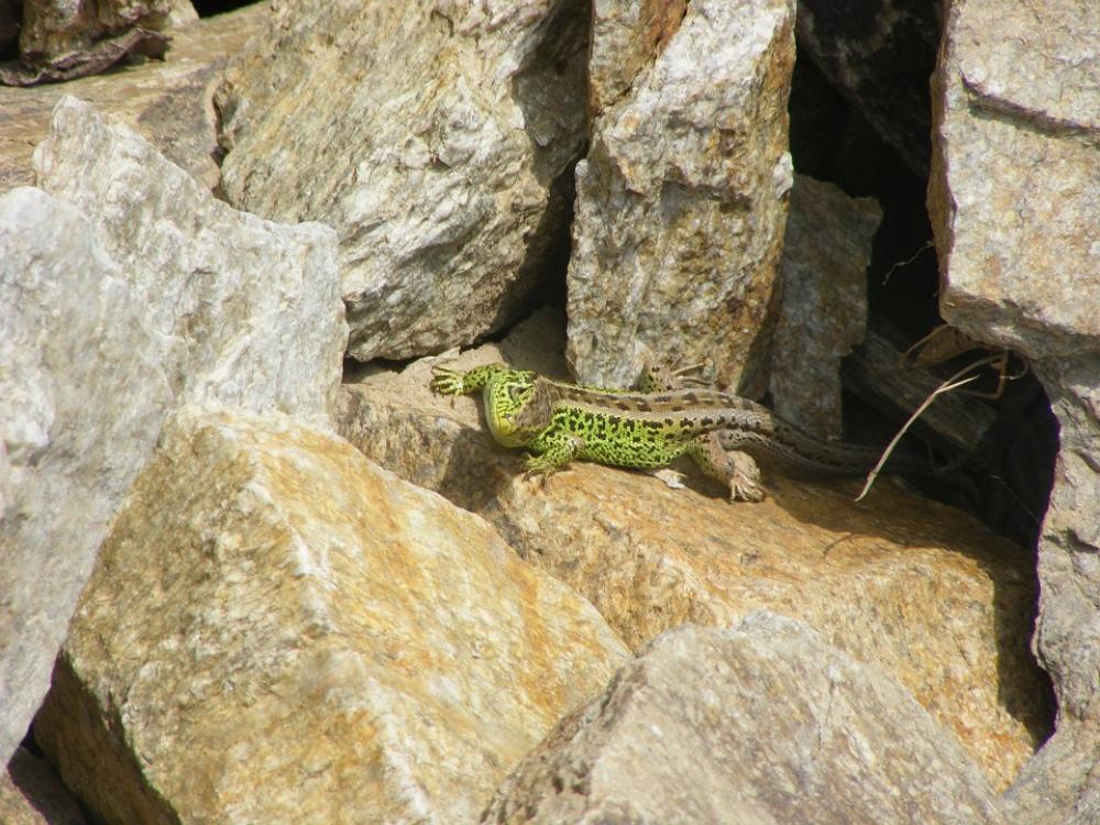 Lizard Animals Nature Sand Lizard Green Reptile Lizard Animals Nature Sand Lizard Green Reptile