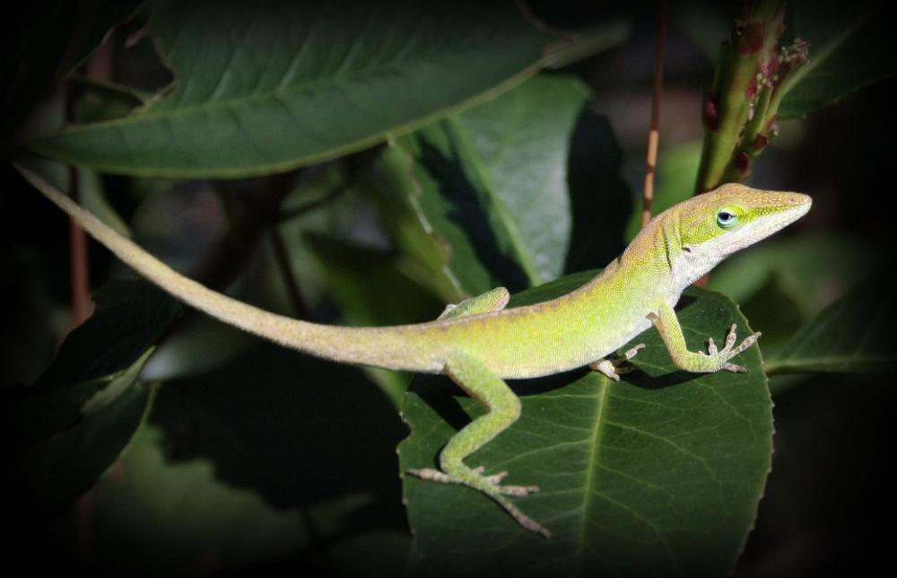 Lizard Reptile Detail Texture Leaf Leaves Nature Lizard Reptile Detail Texture Leaf Leaves Nature