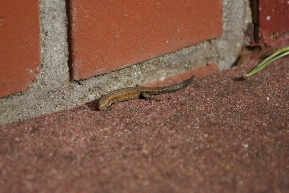 Lizard Nature Reptile Lizard Nature Reptile