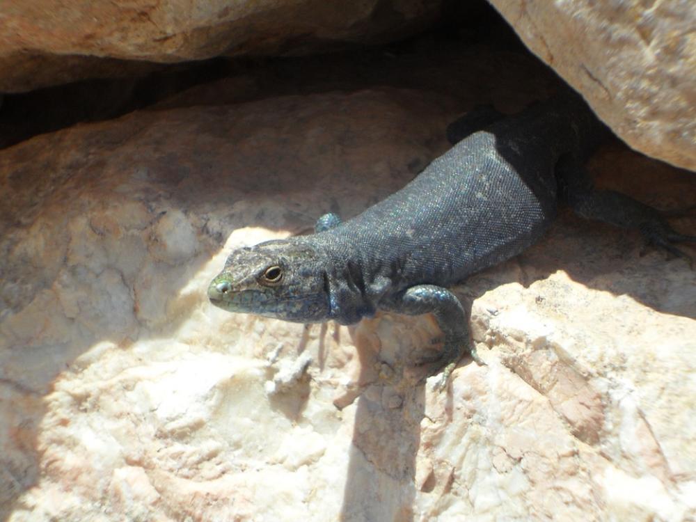 Lizard Close Up Curious Look Out Reptile Animal Lizard Close Up Curious Look Out Reptile Animal