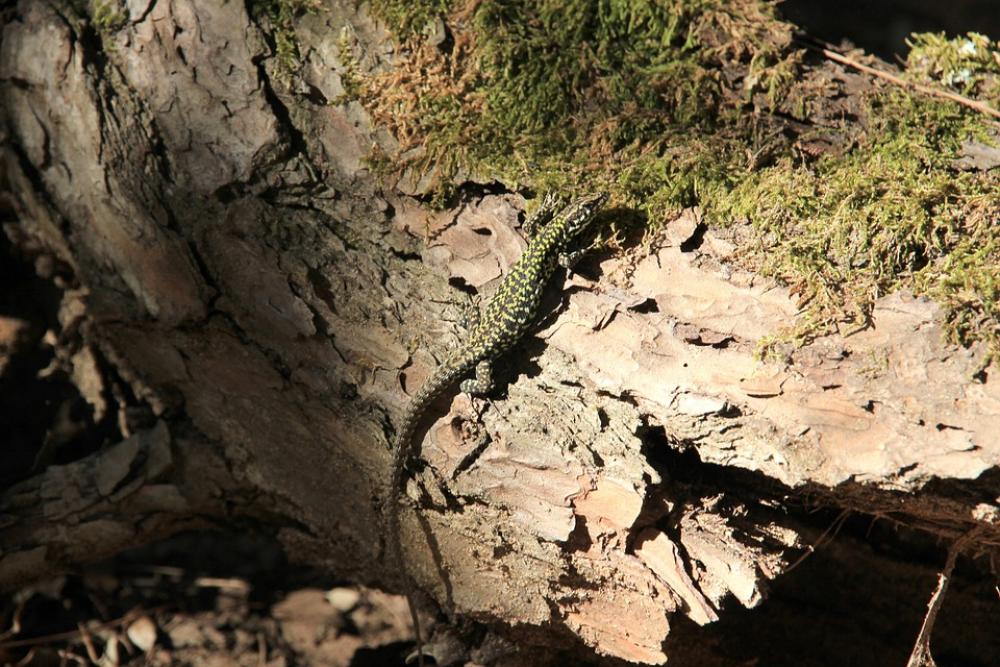 Lizard Tribe Log Moss Nature Animal Lizard Tribe Log Moss Nature Animal