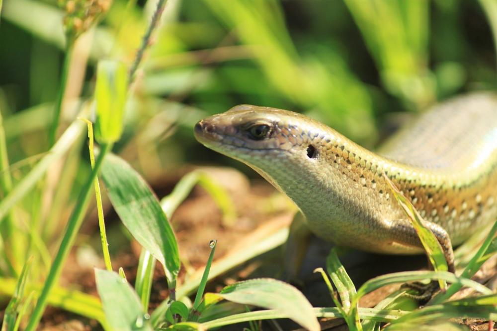 Lizard Lizards Paddy Reptiles Lizard Lizards Paddy Reptiles