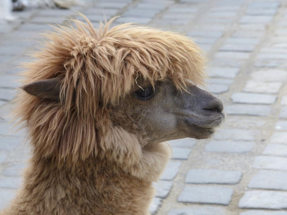 Llama Alpaca Head Portrait Camel Animal Desert Llama Alpaca Head Portrait Camel Animal Desert