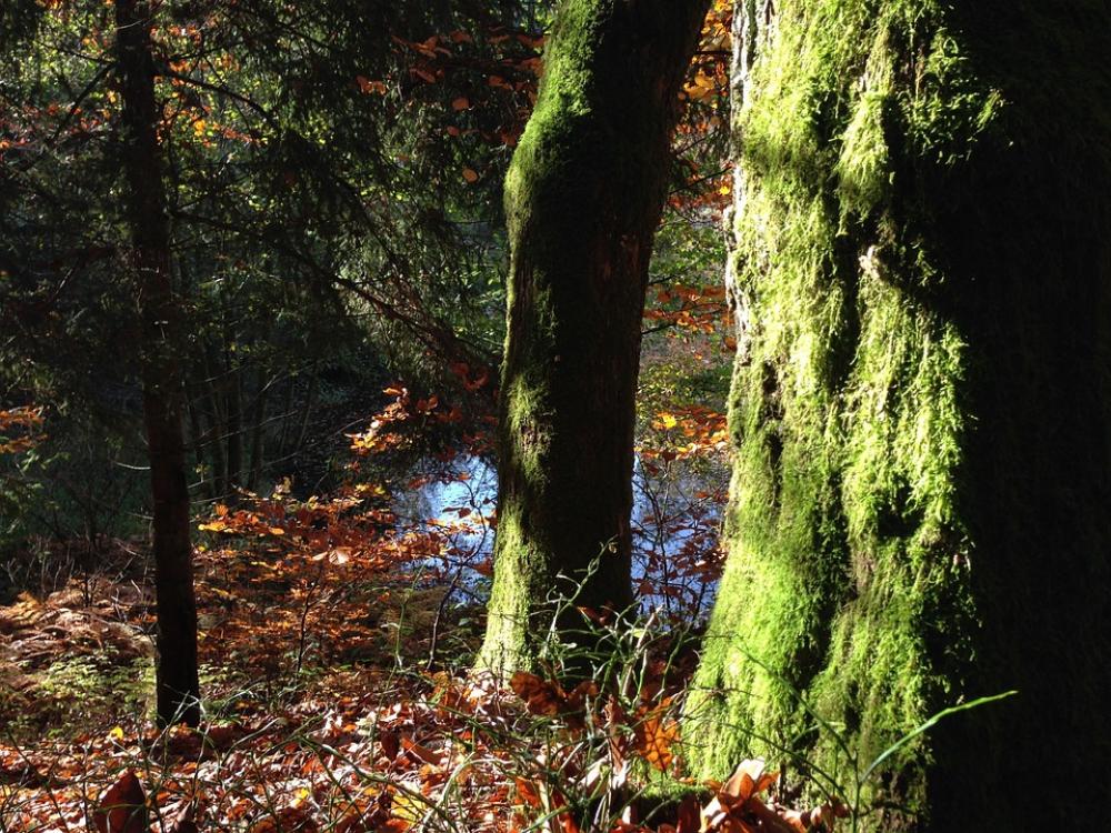 Log Tree Moss Bet Page Old Lasting Forest Spirit Log Tree Moss Bet Page Old Lasting Forest Spirit