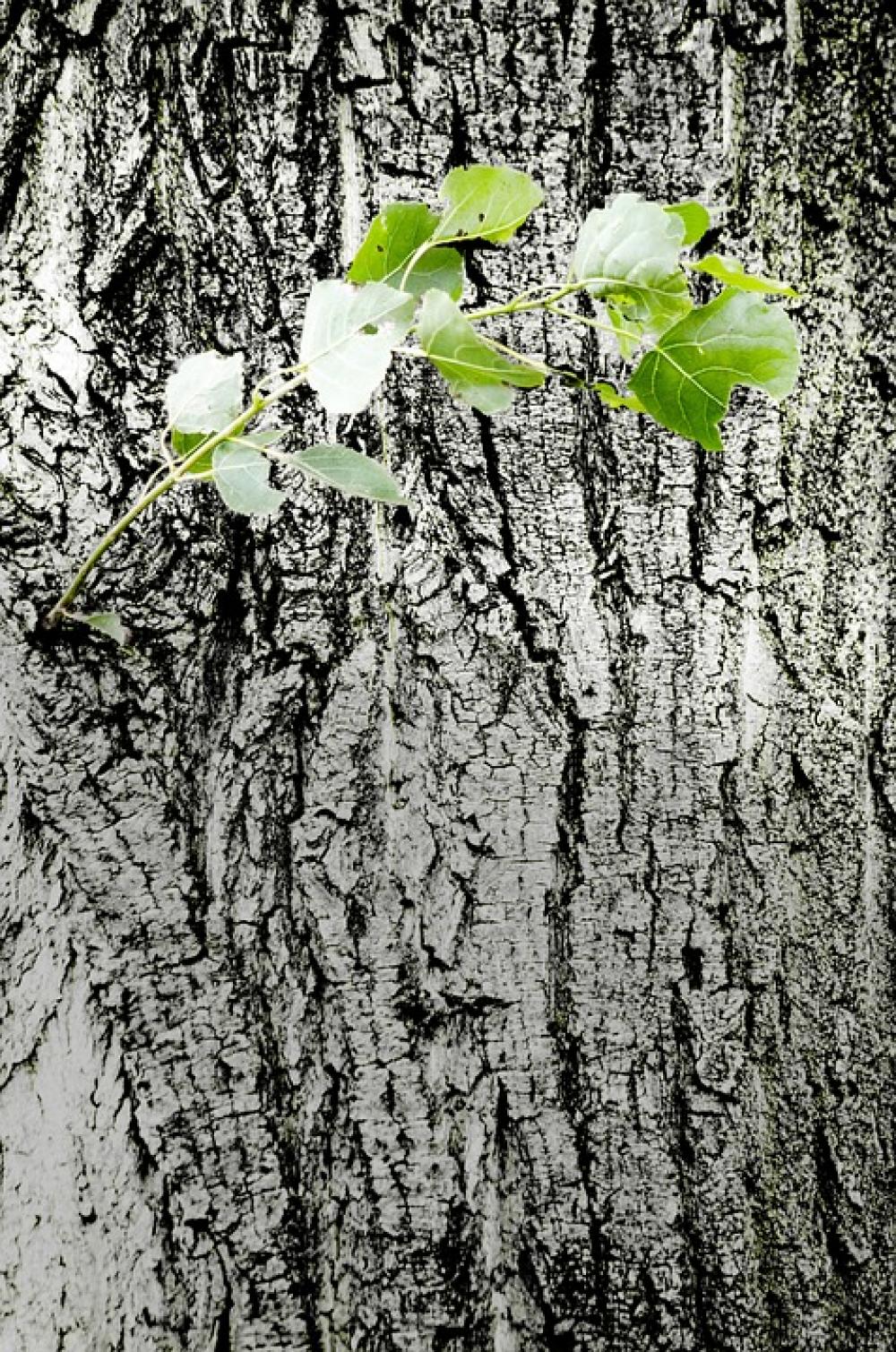 Log Bark Drive Tribe Wood Plant Log Bark Drive Tribe Wood Plant