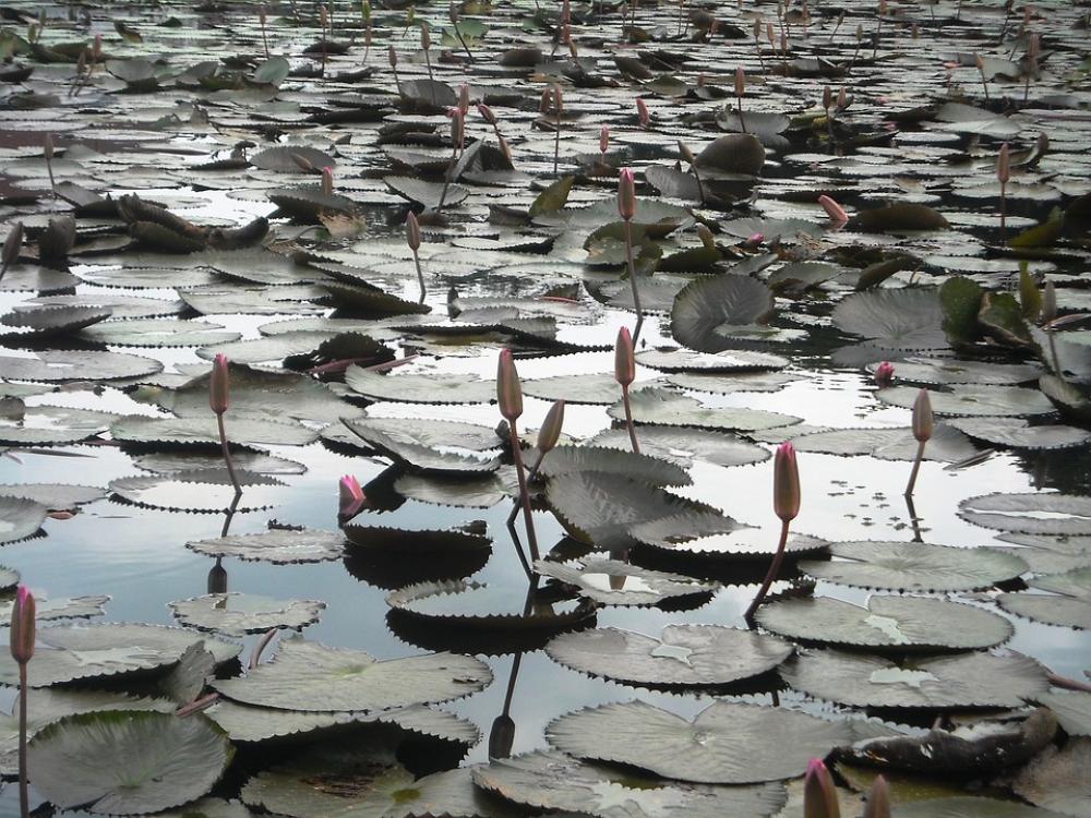 Lotus Flowers Water Lotus Flowers Water