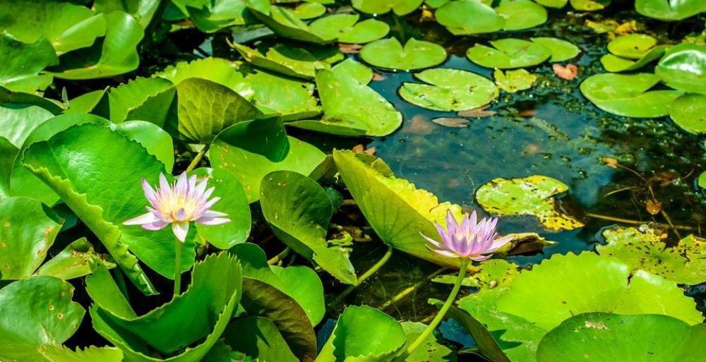 Lotus Lake Pond Lotus Seed Head Flower Summer Lotus Lake Pond Lotus Seed Head Flower Summer