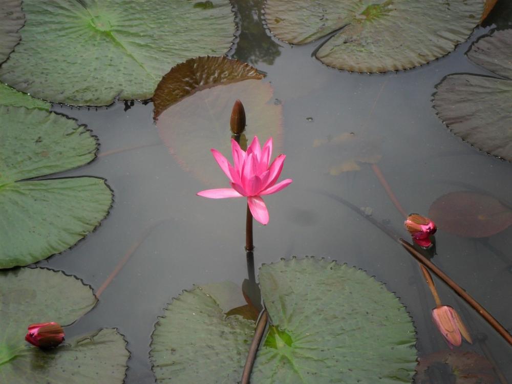 Lotus Flower Pink Lotus Flower Pink