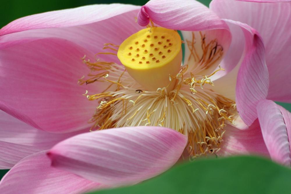 Lotus Flower Lotus Pink Flora Flower Botany Lotus Flower Lotus Pink Flora Flower Botany