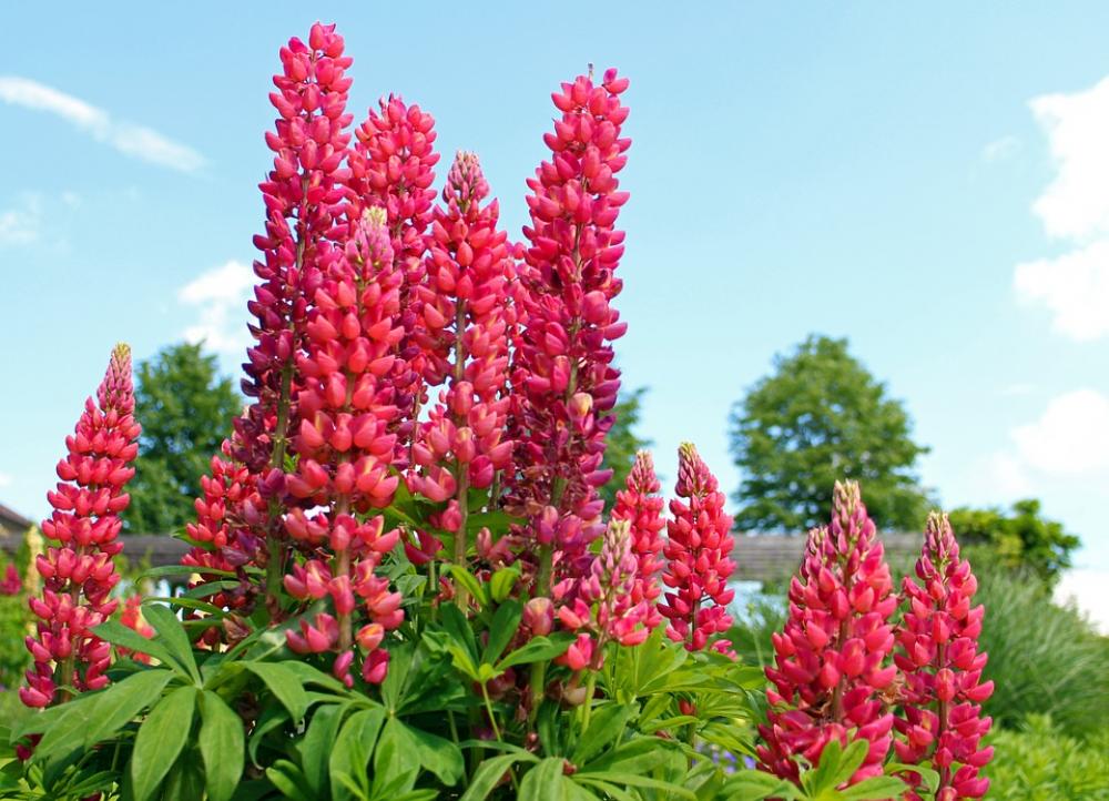 Lupine Lupins Flowers Garden Flowers Lupine Lupins Flowers Garden Flowers