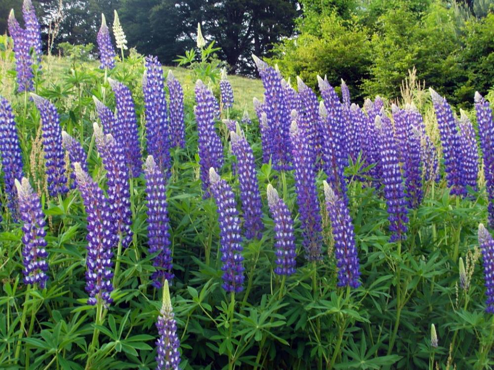 Lupins Blue Nature Hiking Black Forest Lupins Blue Nature Hiking Black Forest