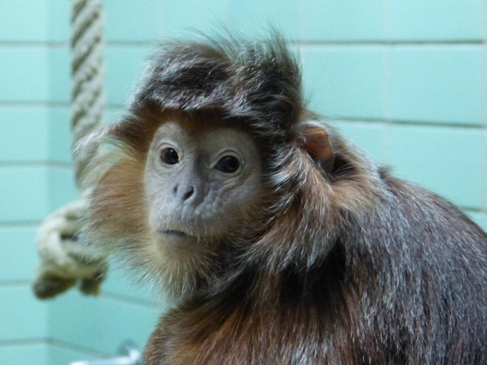 Lutung Monkey Animal Mammal Lutung Monkey Animal Mammal