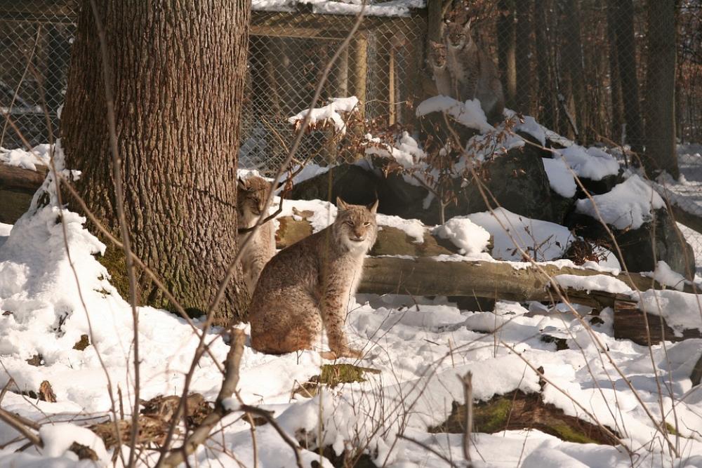 Lynx Lynx Lynx Eurasischer Lynx Cat Wildcat Lynx Lynx Lynx Eurasischer Lynx Cat Wildcat