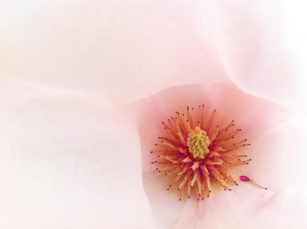 Macro Blossom Bloom Pink Magnolia Tender Macro Blossom Bloom Pink Magnolia Tender