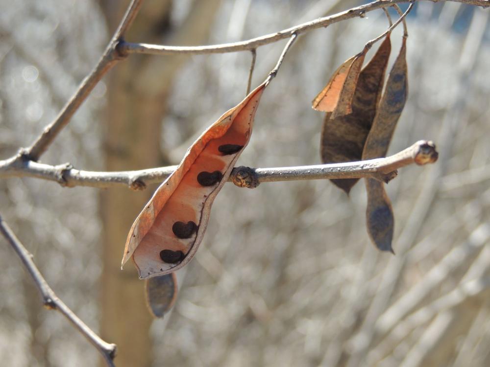 Macro Sleeve Cores Plant Cashew Nut Macro Sleeve Cores Plant Cashew Nut