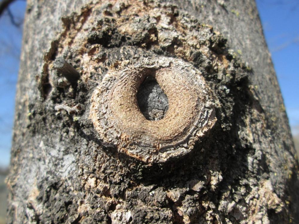 Macro Wood Tree Plant Vegetation Part Small Macro Wood Tree Plant Vegetation Part Small