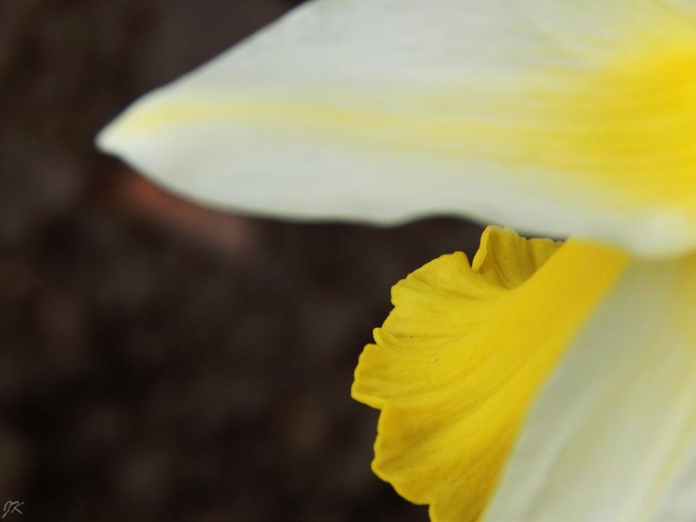 Macro Yellow White Flower Garden Nature Natural Macro Yellow White Flower Garden Nature Natural