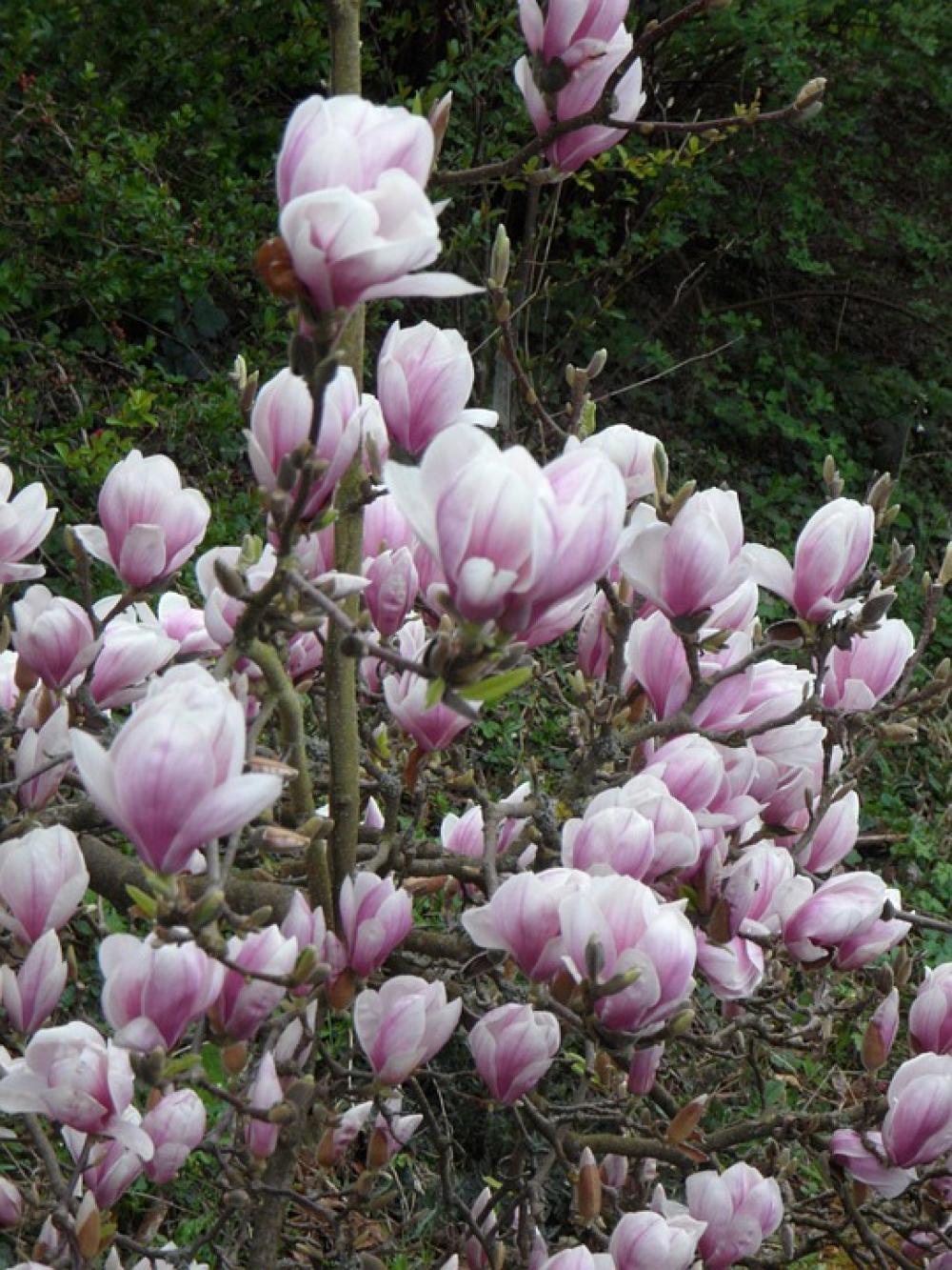 Magnolia Bloom Pink Flowers Spring Magnolia Bloom Pink Flowers Spring