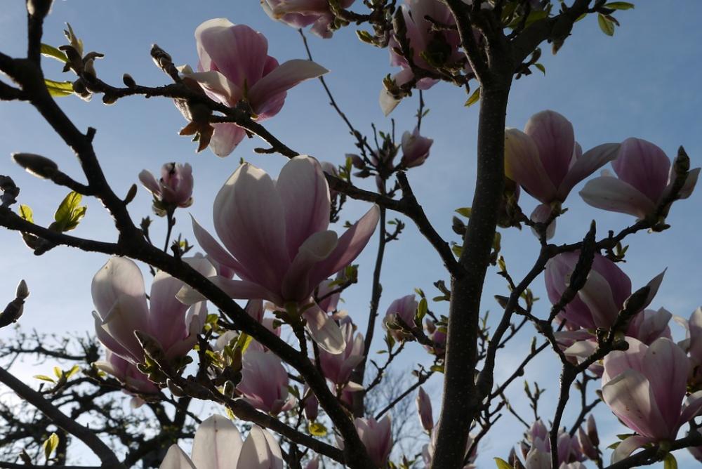 Magnolia Bush Flowers Pink Purple Sky Magnolia Bush Flowers Pink Purple Sky