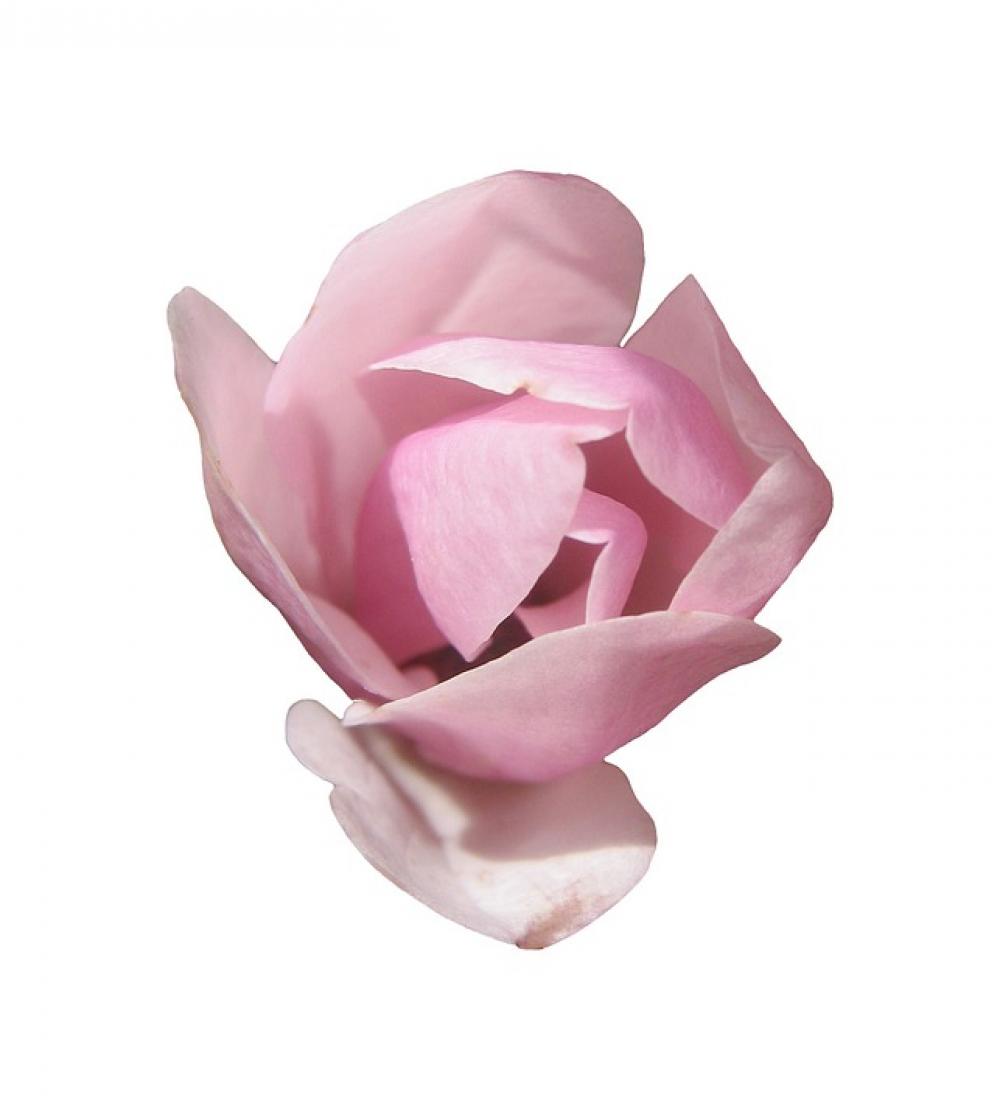 Magnolia Tender Pink Spring Blossom Bloom Flower Magnolia Tender Pink Spring Blossom Bloom Flower