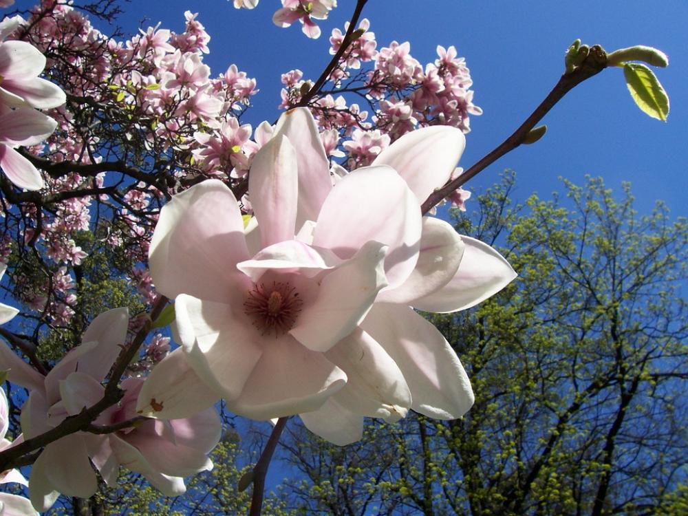 Magnolia Cream Pink Flower Petal Magnolia Cream Pink Flower Petal