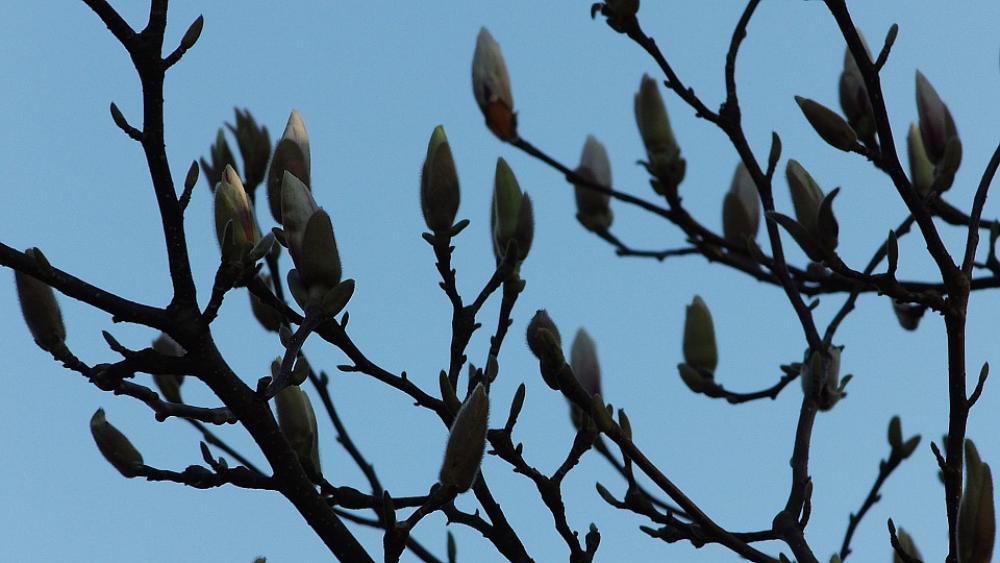 Magnolia Spring Blossom Bloom Garden Tree Nature Magnolia Spring Blossom Bloom Garden Tree Nature