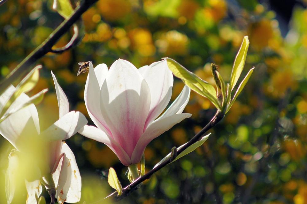 Magnolia Blossom Bloom Flower Beautiful Tender Magnolia Blossom Bloom Flower Beautiful Tender