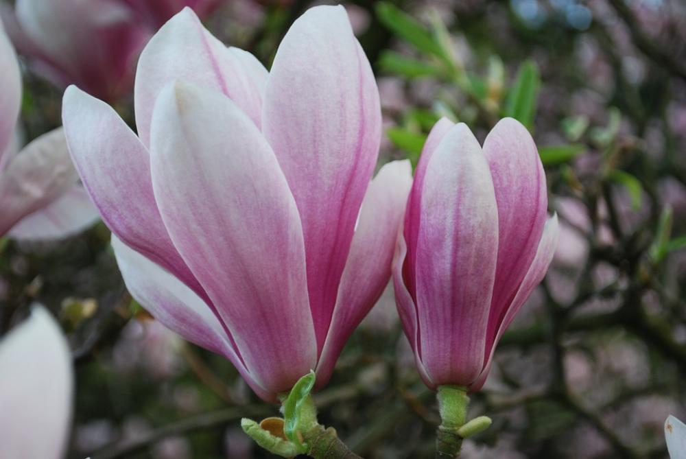 Magnolia Nature Plants Flowers Spring Park Green Magnolia Nature Plants Flowers Spring Park Green