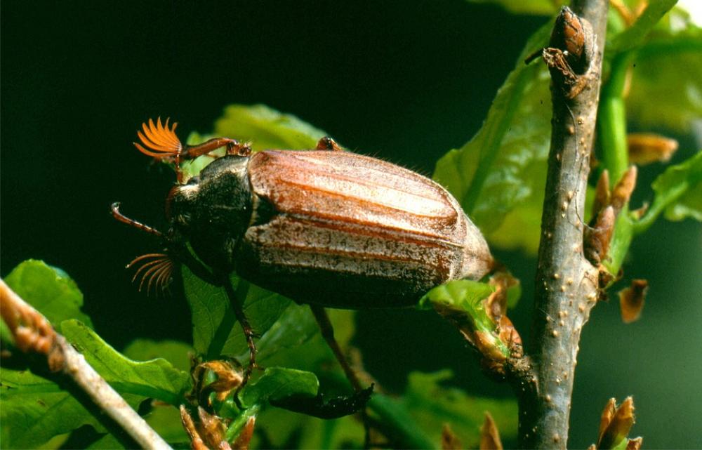 Maikäfer Beetle Insect Maikäfer Beetle Insect