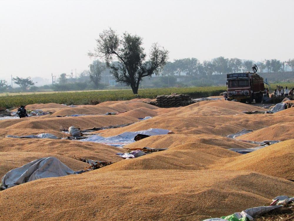 Maize Corn Indian Corn Vegetables Seeds Food Maize Corn Indian Corn Vegetables Seeds Food