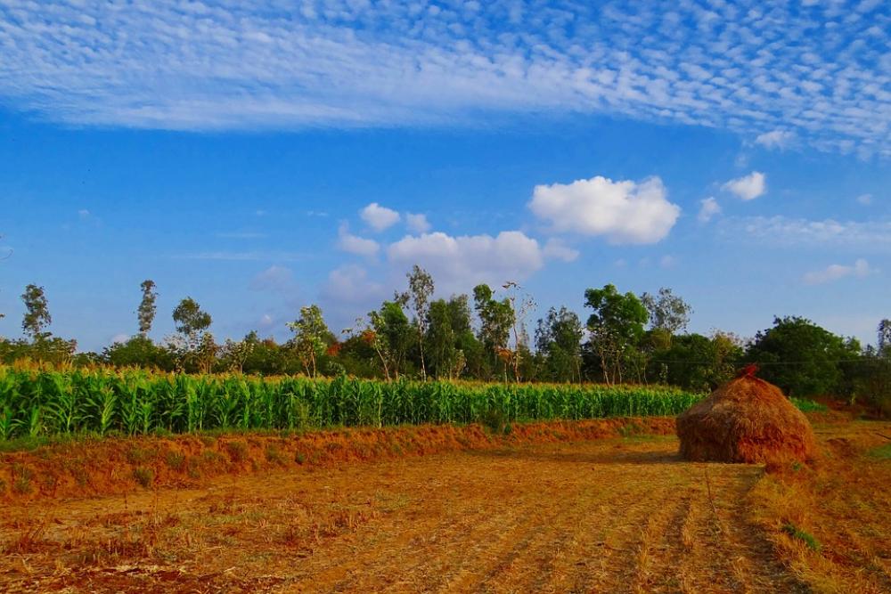 Maize Crop Corn Paddy-Stack Cultivation Maize Crop Corn Paddy-Stack Cultivation