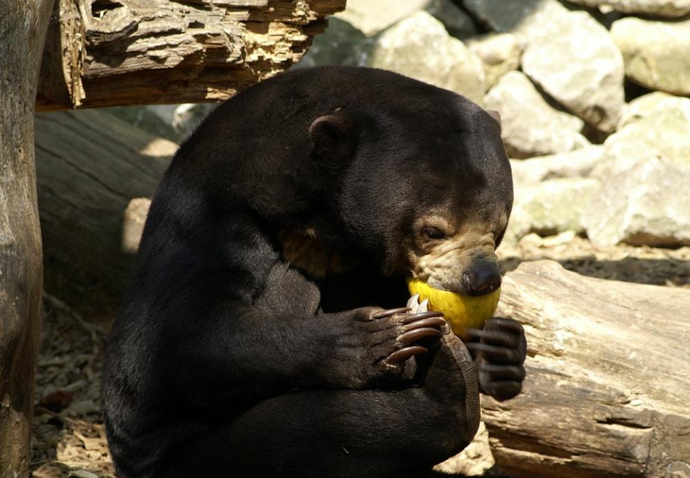 Malayan Sun Bear Bear Zoo Food Tiergarten Feeding Malayan Sun Bear Bear Zoo Food Tiergarten Feeding