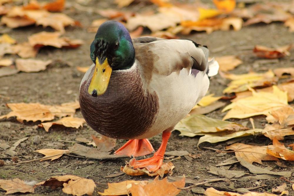 Mallard Water Bird Entenmaennchen Drake Duck Bird Mallard Water Bird Entenmaennchen Drake Duck Bird