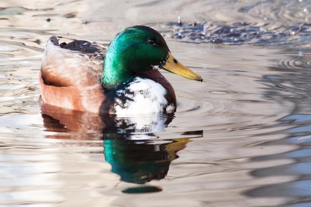 Mallard Anas Platyrhynchos Drake Bill Yellow Duck Mallard Anas Platyrhynchos Drake Bill Yellow Duck